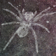 The spider specimen